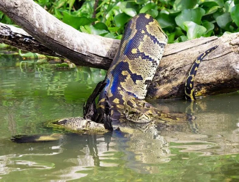 Od jakiego języka zacząć programowanie, by szybko osiągnąć sukces?