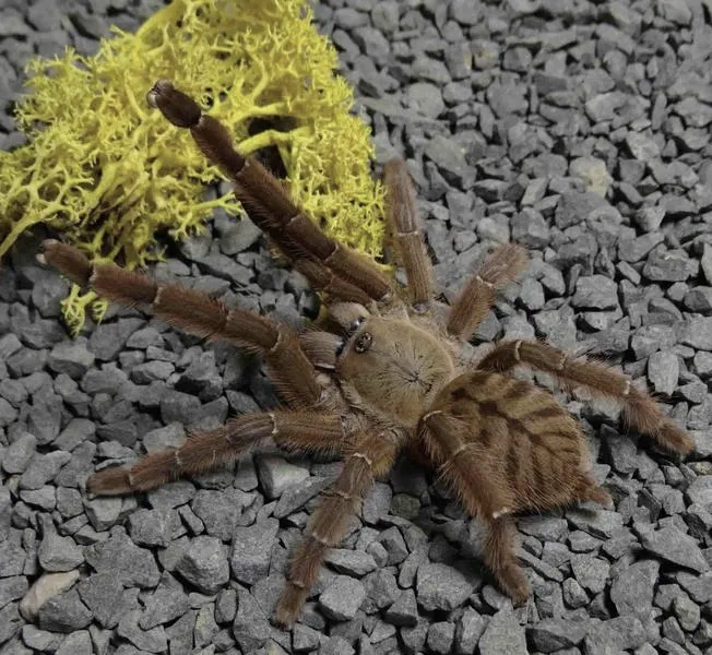 Rufus, GPT czy MBR – który format wybrać dla swojego bootowalnego pendrive'a?