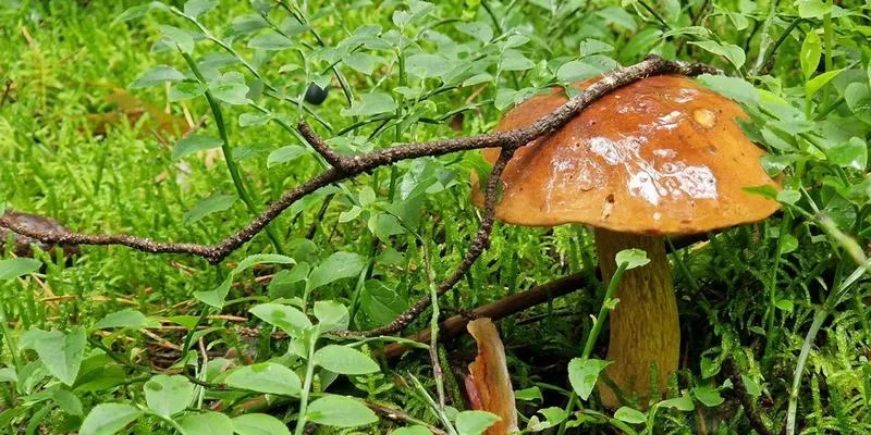 Bezpieczne grzybobranie