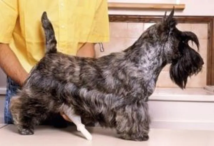 Dobrostan psa podczas procedury