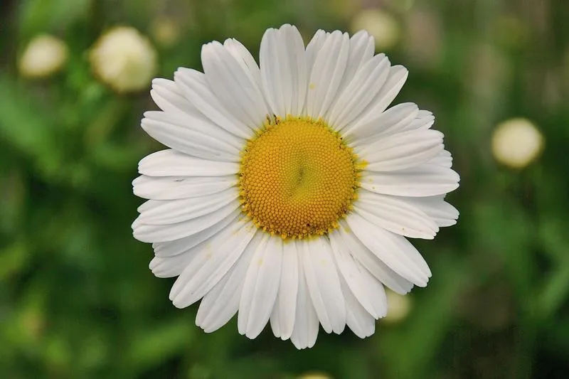 Pobieranie aplikacji